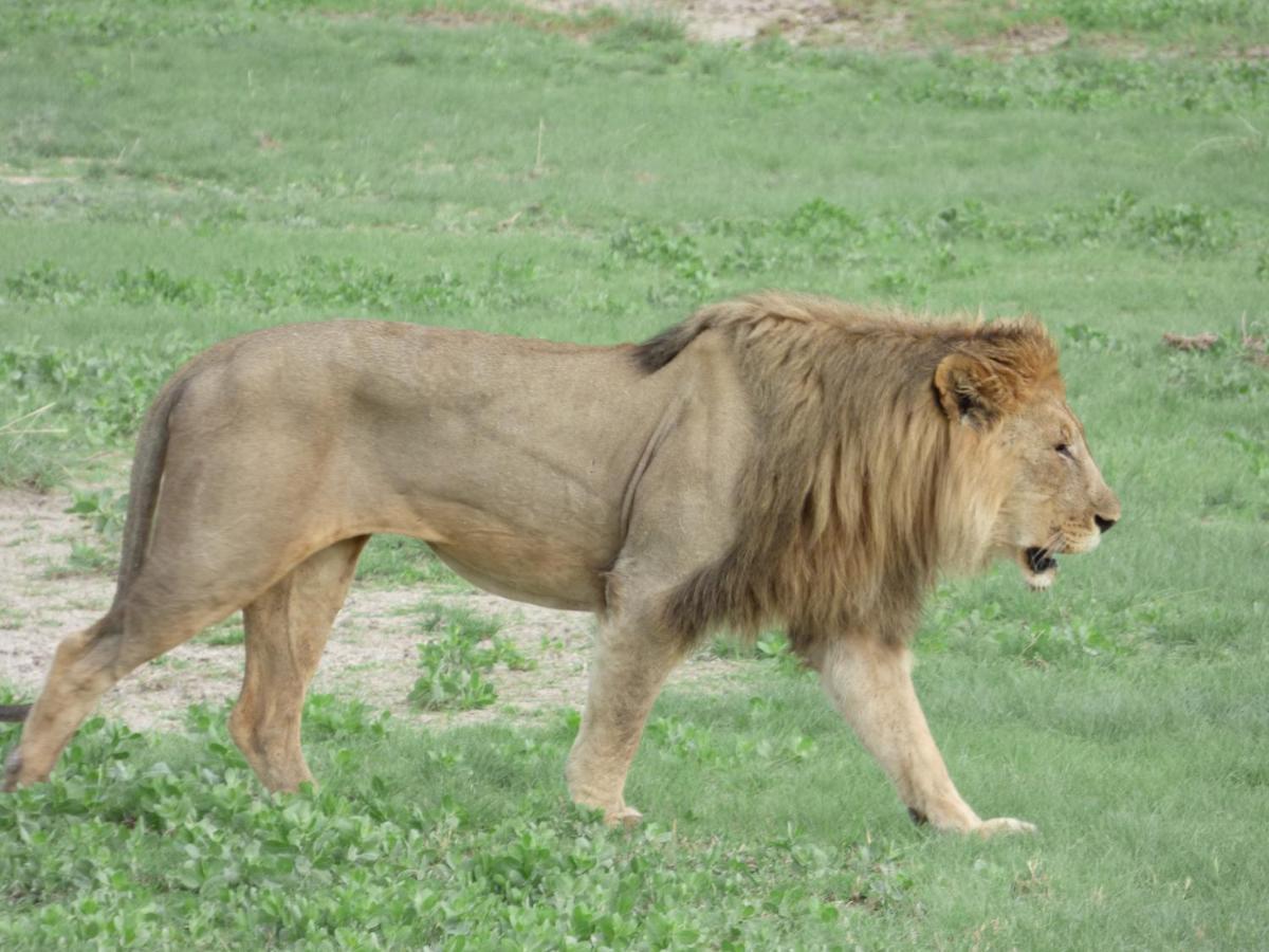 Villa Africa Guesthouse Tsumeb Kültér fotó